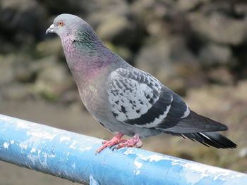 Close-up of pigeon perching on railing