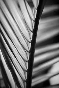 Close-up of palm tree