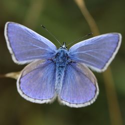 Close-up of butterfly on purple flower