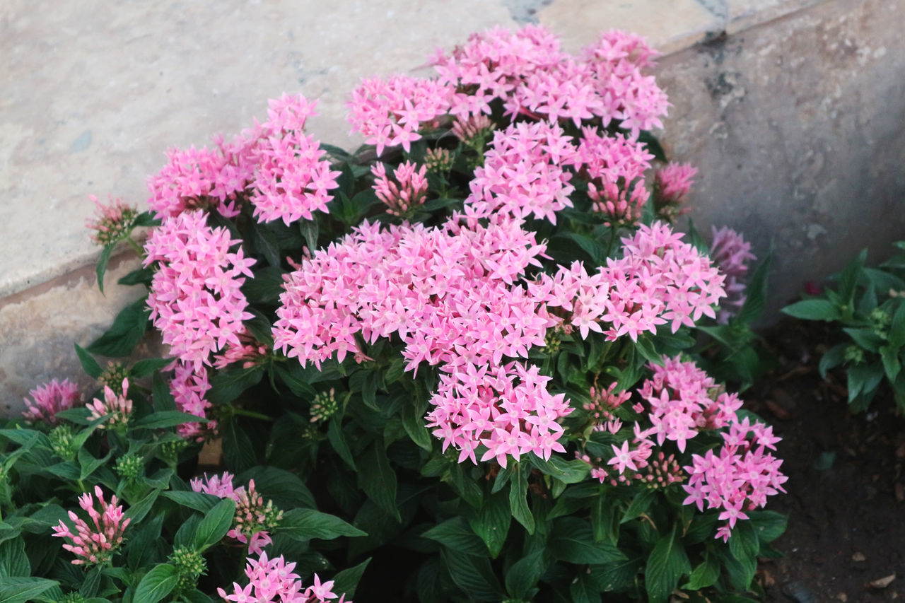 flower, flowering plant, plant, pink, freshness, beauty in nature, nature, growth, plant part, leaf, fragility, day, no people, high angle view, outdoors, shrub, close-up, inflorescence, botany, flower head, petal, lilac