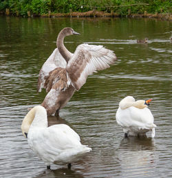 Swans swimming in lake