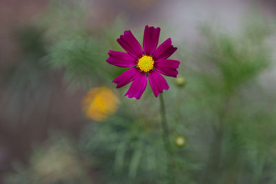 Close-up of pink flower