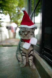 Close-up of a cat looking away