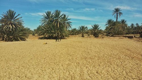 Panoramic view of palm trees on beach against sky