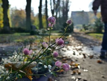 Close-up of pink flowering plant