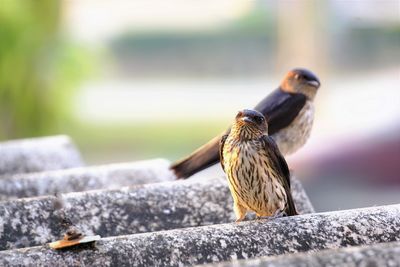 The swallows of lovers sunbathing on roof tile 