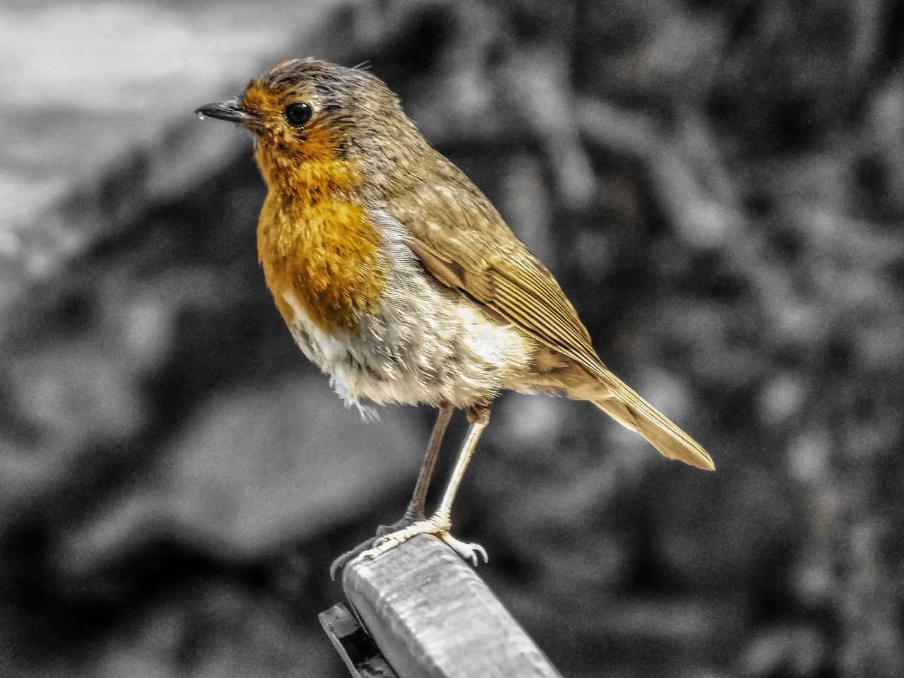 CLOSE-UP OF BIRD PERCHING ON A BLURRED BACKGROUND