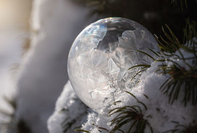 Soap bubble freezing in a snow covered tree on a winter's day.