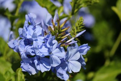 Close-up of purple flowering plant