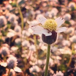 Close-up of flowers