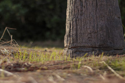 Close-up of tree trunk on field