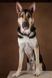 Portrait of dog sitting on floor at home