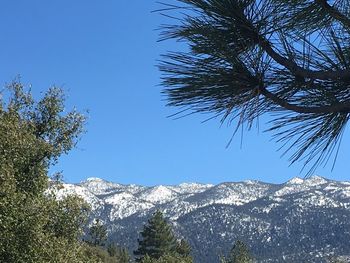 Low angle view of trees against clear blue sky