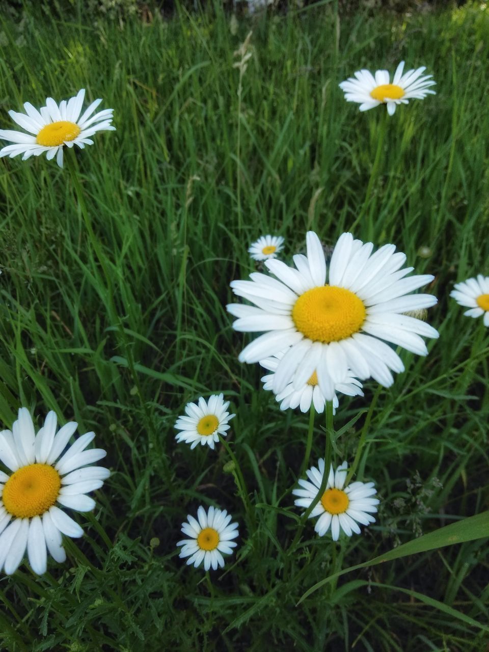 HIGH ANGLE VIEW OF WHITE DAISY FLOWERS