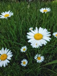 High angle view of white daisy flowers on field