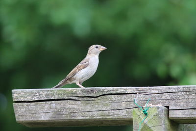 Close-up of bird perching on wood