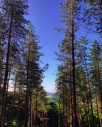 Low angle view of trees in forest against sky