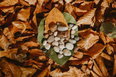 Full frame shot of dry leaves on field