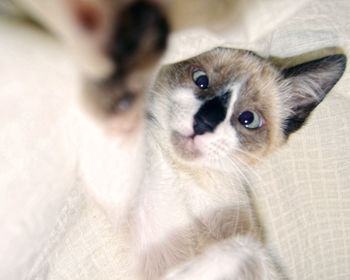 Close-up portrait of cat