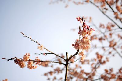 Low angle view of flowers on branch