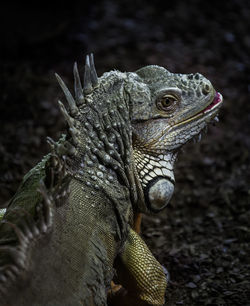 Close-up of bearded dragon