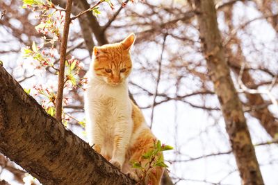 Low angle view of cat sitting on tree