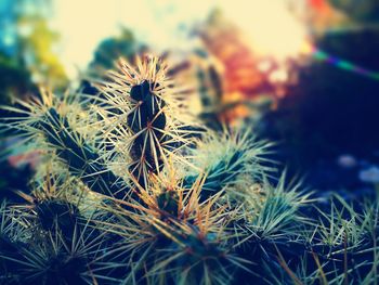 Close-up of thistle on field