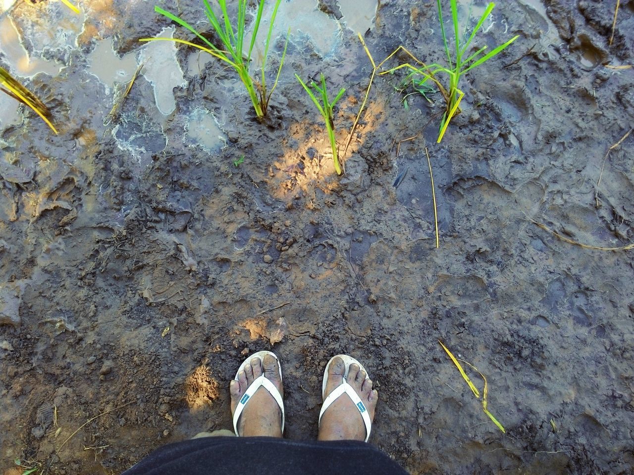 Rice field in thai