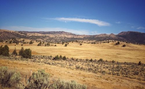 Scenic view of landscape against blue sky