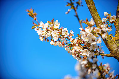 Low angle view of cherry blossom against blue sky