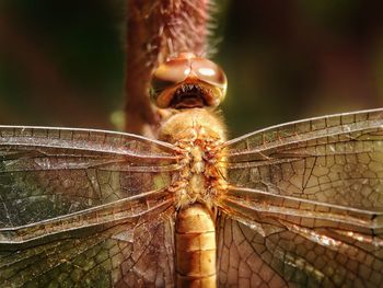 Close-up of dragonfly on plant