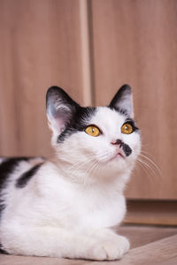 Portrait of an adorable black and white young cat