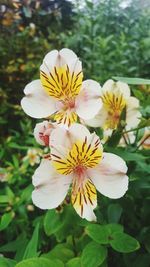 Close-up of fresh white flowers blooming outdoors