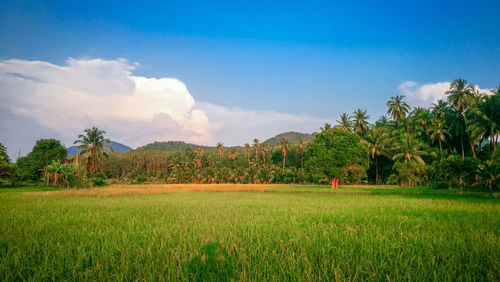 Scenic view of agricultural field against sky