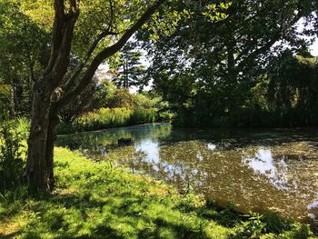 Scenic view of lake in forest