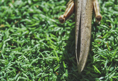 High angle view of mushroom growing on field