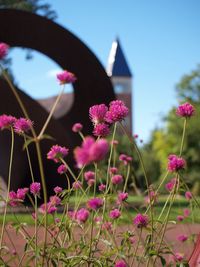 Close-up of pink flowers