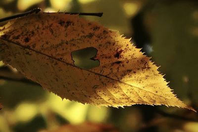 Yellow autumn leaves