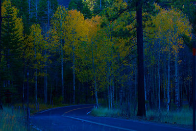 Road amidst trees in forest