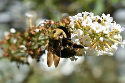 Close-up of bee pollinating flower