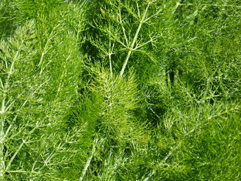 Full frame shot of fresh green plants