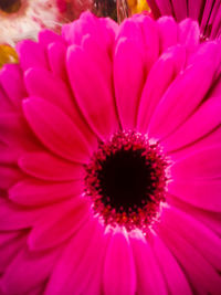 Close-up of pink daisy flower