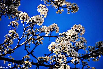 Low angle view of cherry blossom tree