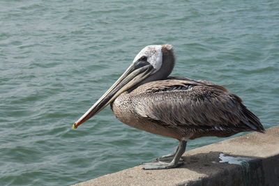 Pelican in san francisco