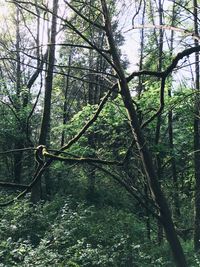 Trees in forest