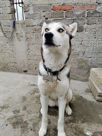 Portrait of dog sitting against wall