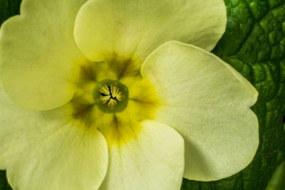 Close-up of yellow flower
