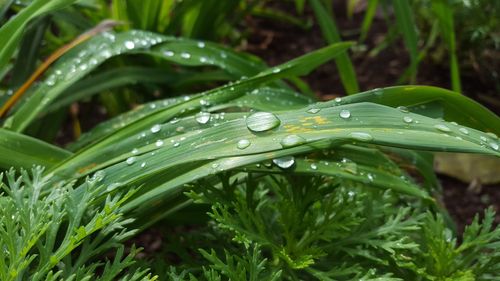 Close-up of raindrops on grass