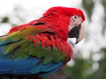 Close-up of parrot