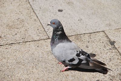 High angle view of pigeon perching on footpath